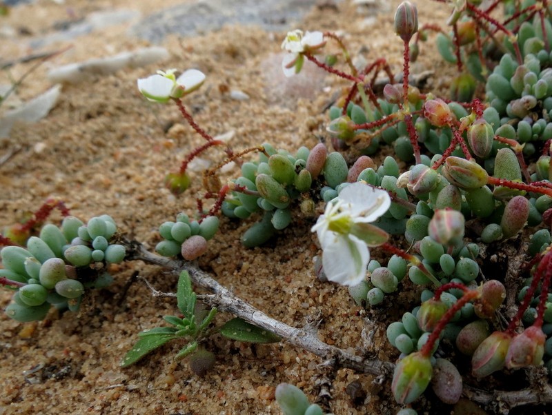 Kewa angrae-pequenae photo 2