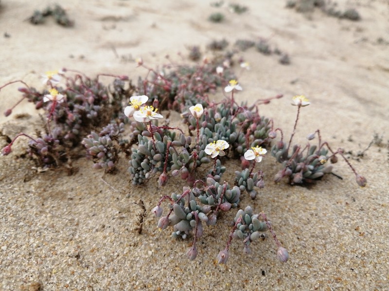 Kewa angrae-pequenae photo 3