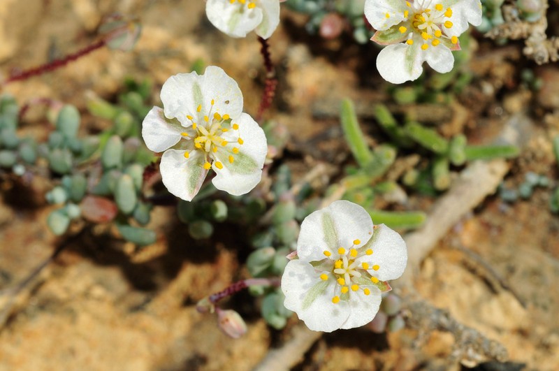 Kewa angrae-pequenae photo 5
