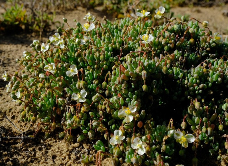 Kewa angrae-pequenae photo 6