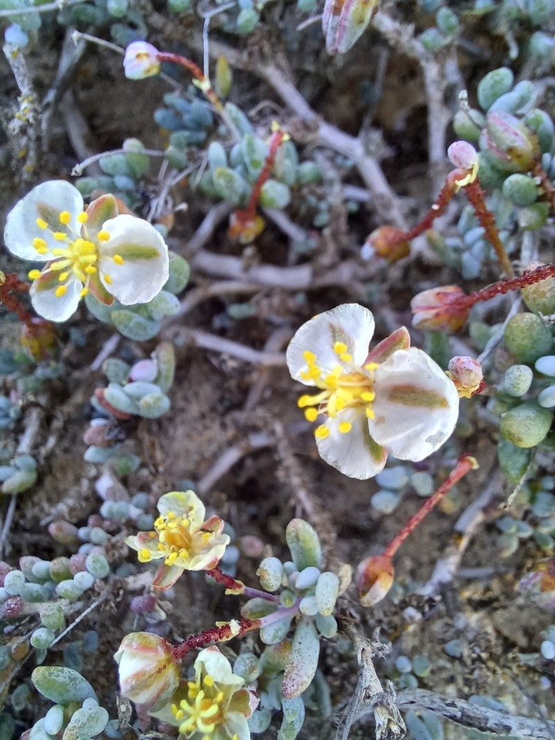Kewa angrae-pequenae photo 7