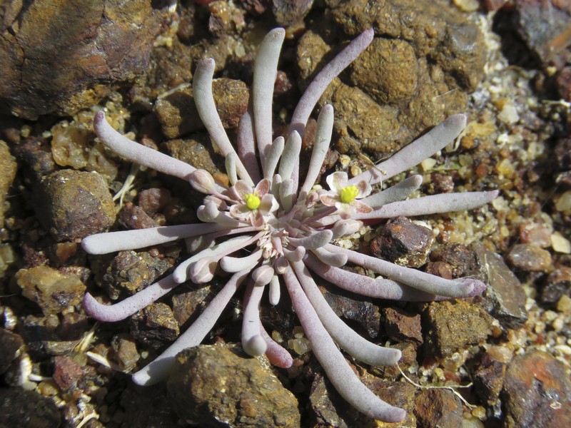Kewa arenicola