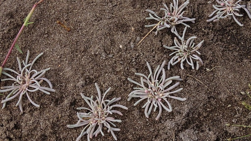 Kewa arenicola photo 2