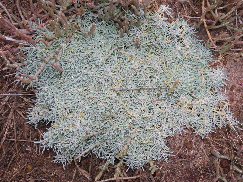 Kewa arenicola photo 3