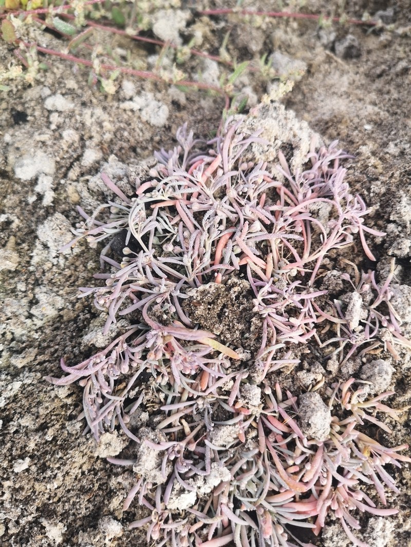 Kewa arenicola photo 4