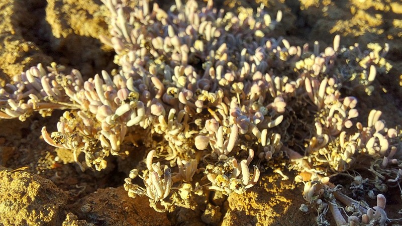 Kewa arenicola photo 5