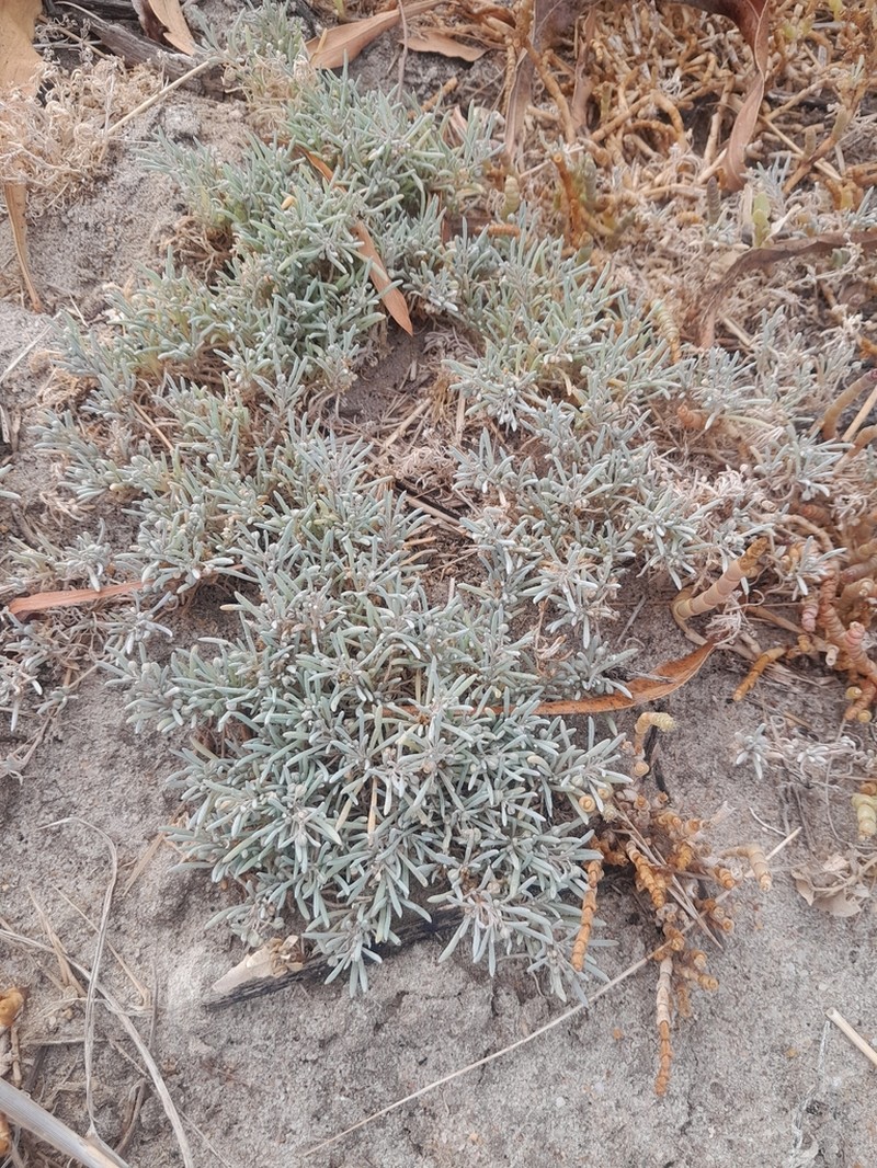 Kewa arenicola photo 6