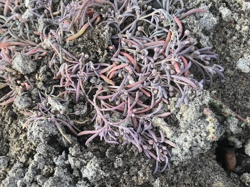 Kewa arenicola photo 7