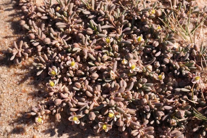 Kewa arenicola photo 8