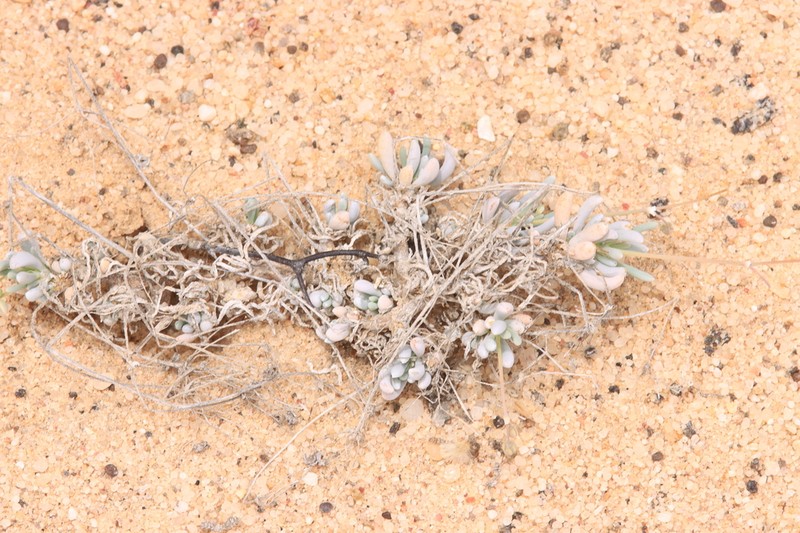 Kewa caespitosa