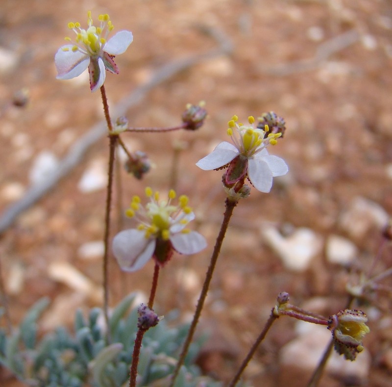 Kewa salsoloides