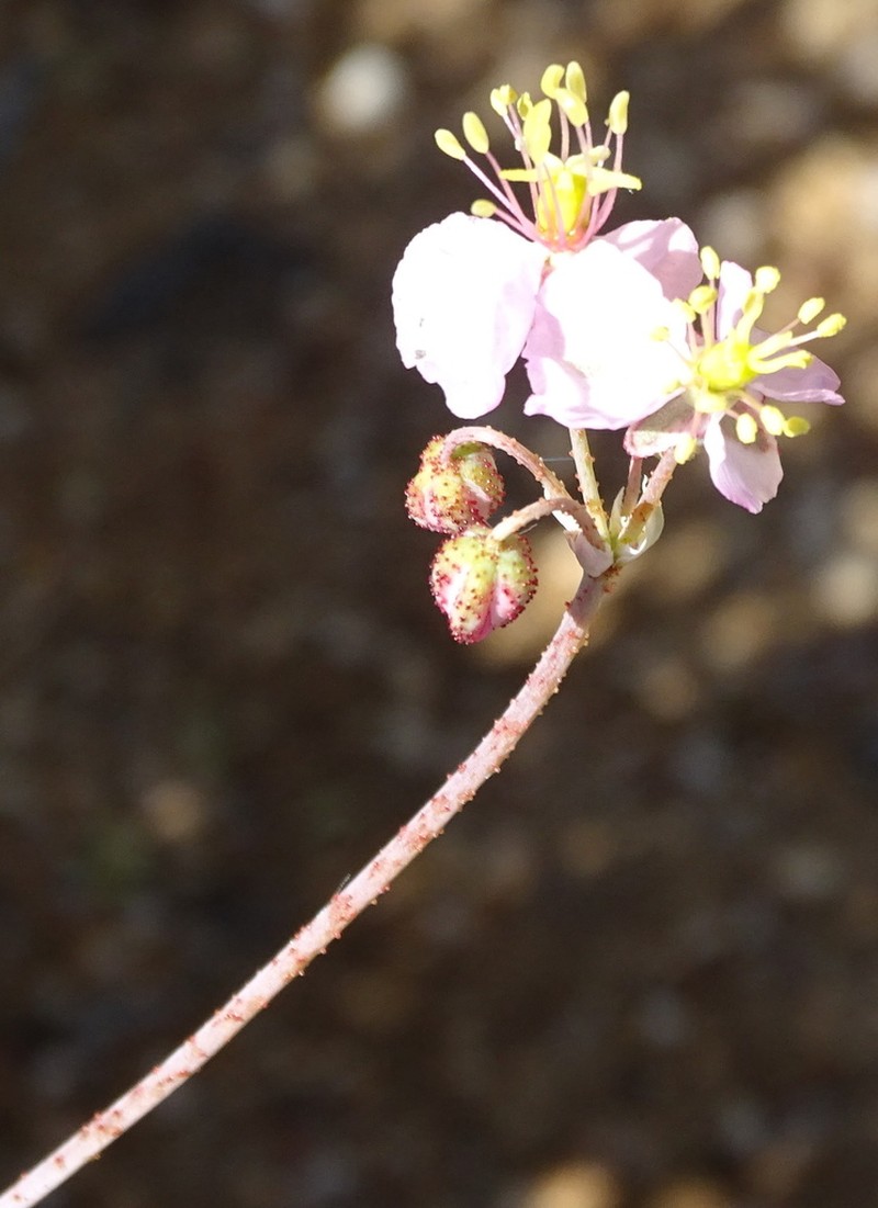 Kewa salsoloides photo 2