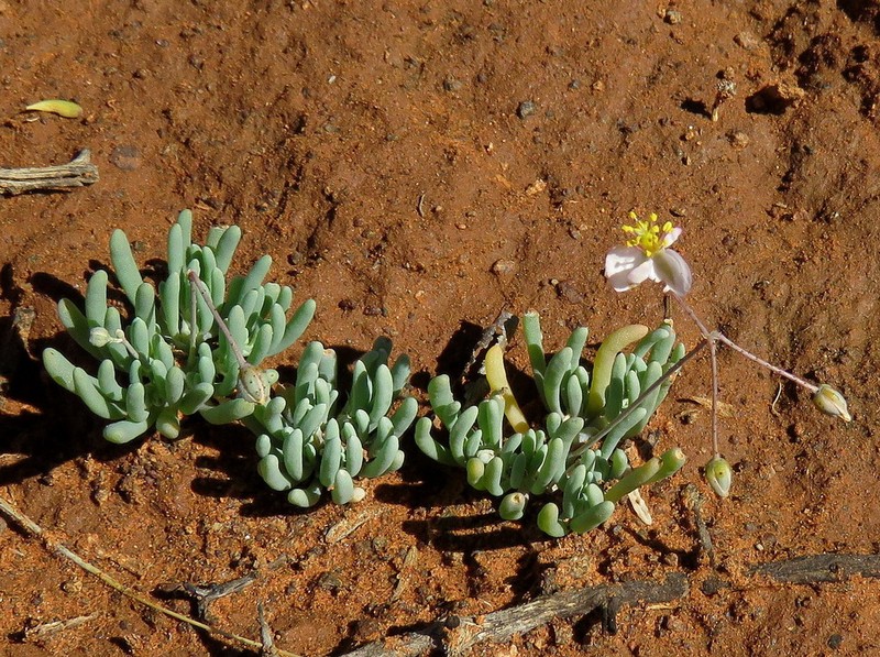 Kewa salsoloides photo 3