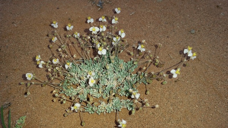 Kewa salsoloides photo 4