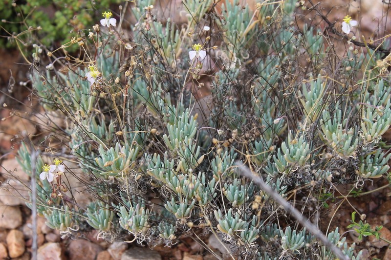 Kewa salsoloides photo 5