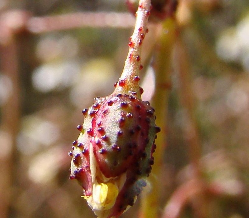 Kewa salsoloides photo 6