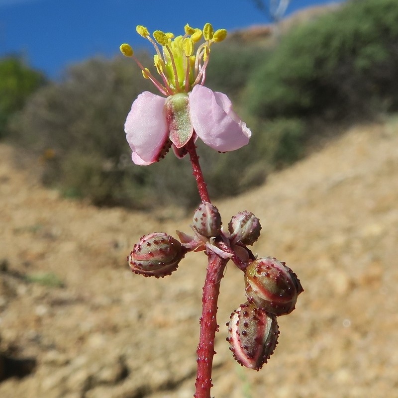 Kewa salsoloides photo 7