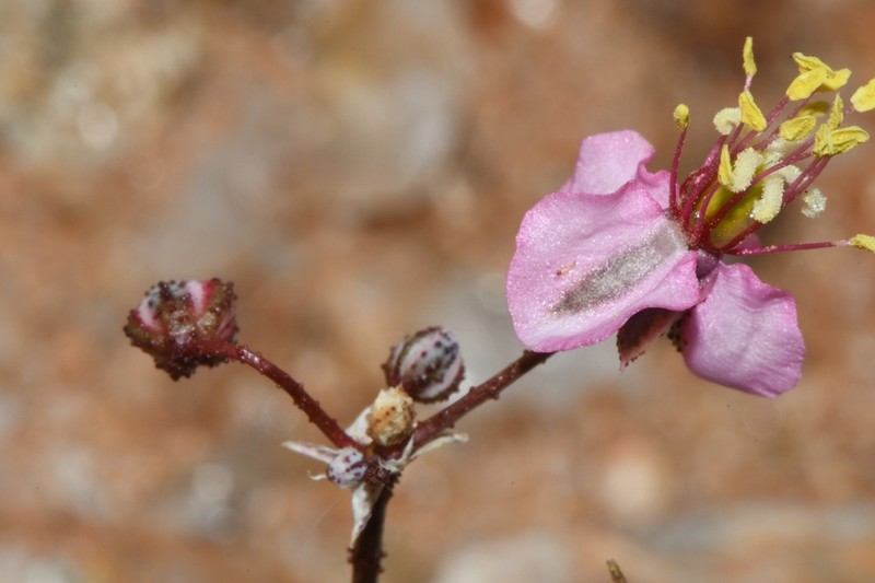 Kewa salsoloides photo 8
