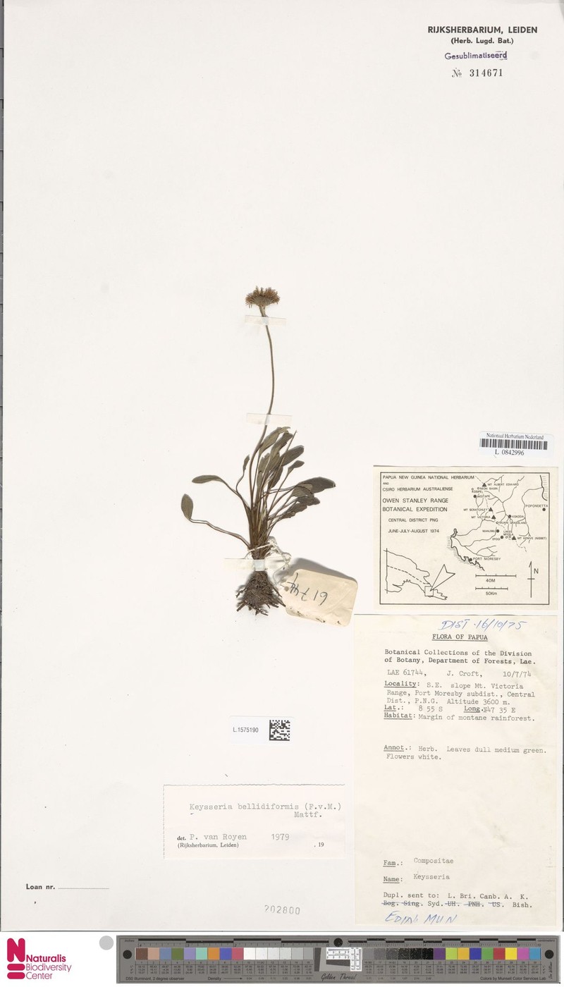 Keysseria bellidiformis