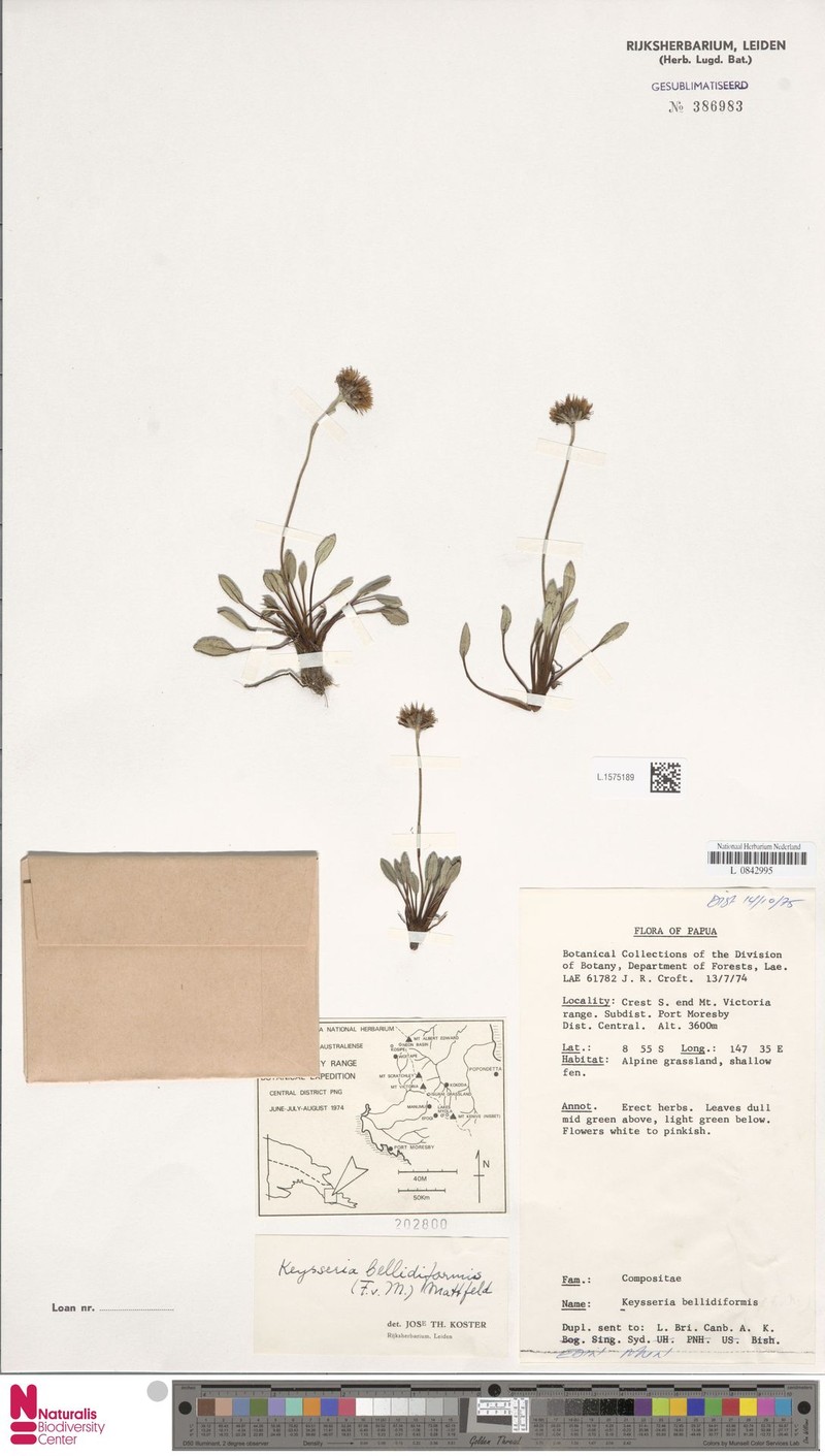 Keysseria bellidiformis photo 2
