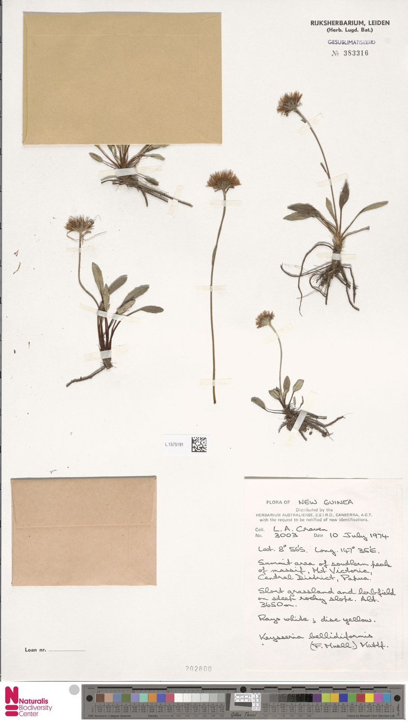 Keysseria bellidiformis photo 3