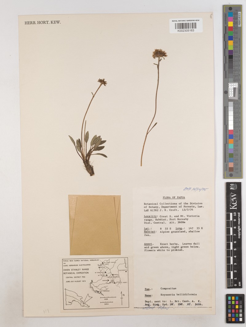 Keysseria bellidiformis photo 4
