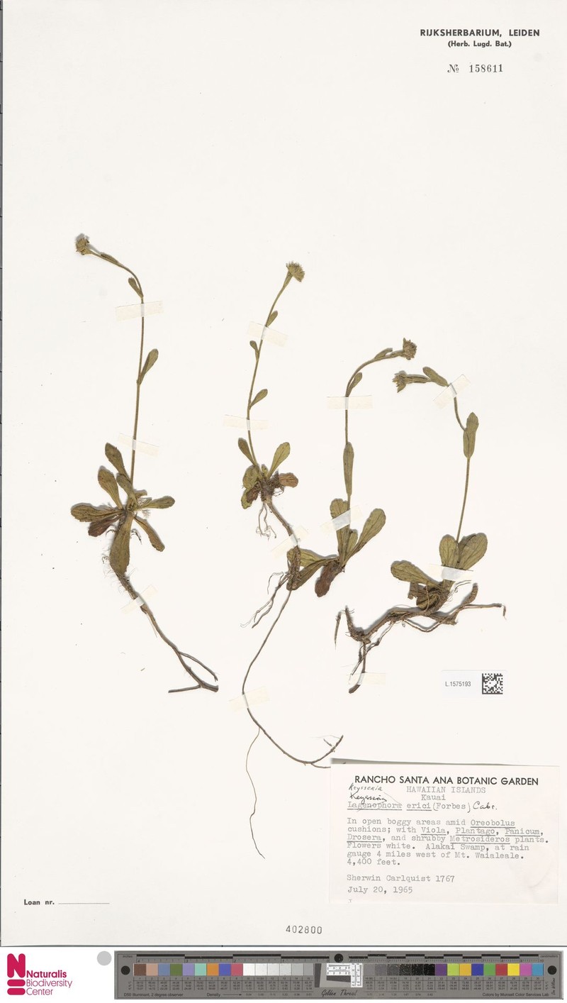 Alakai Swamp Island-Daisy