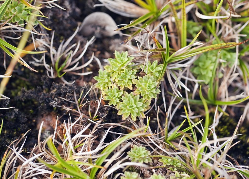 Alakai Swamp Island-Daisy photo 2