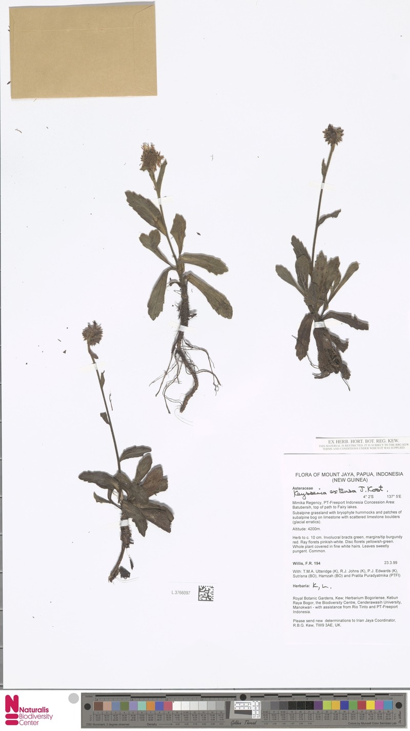 Keysseria extensa