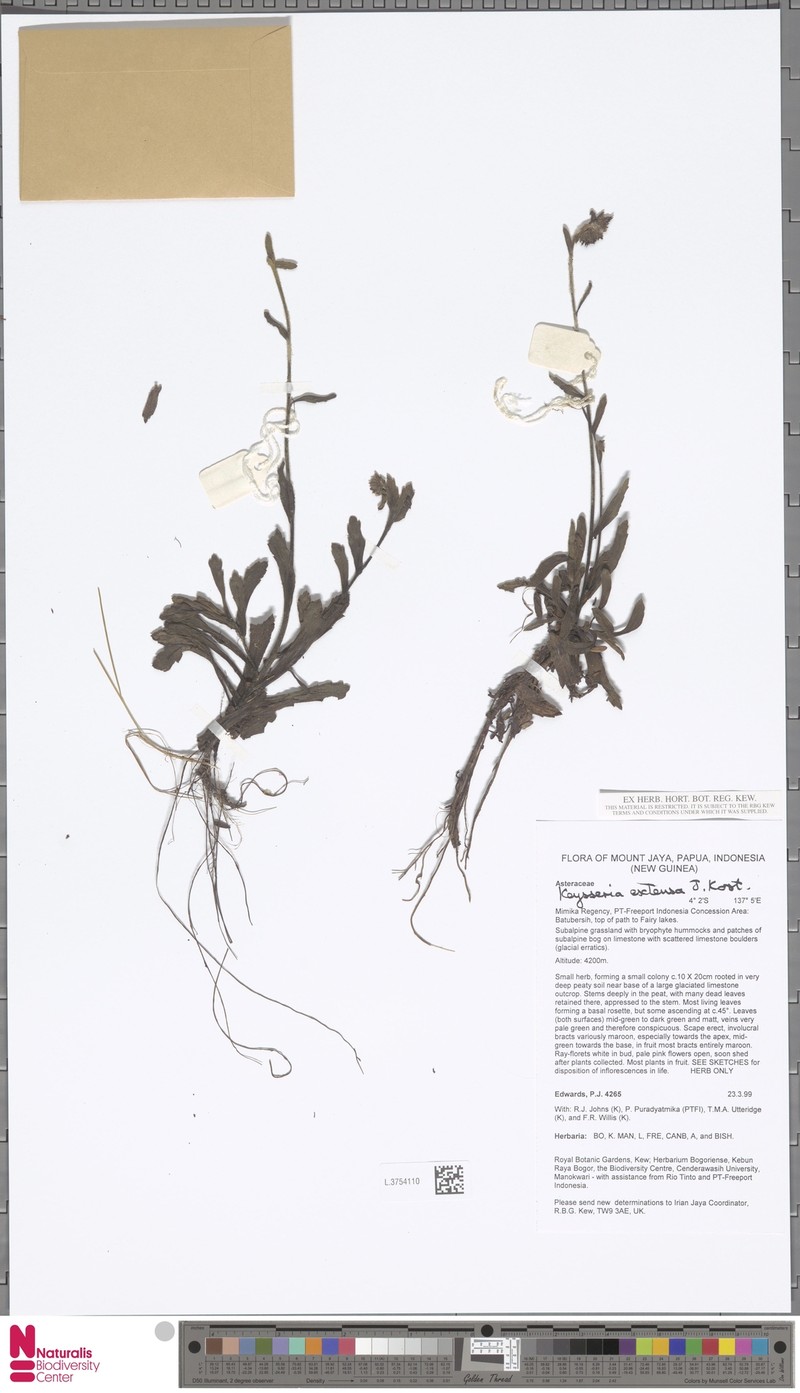 Keysseria extensa photo 2