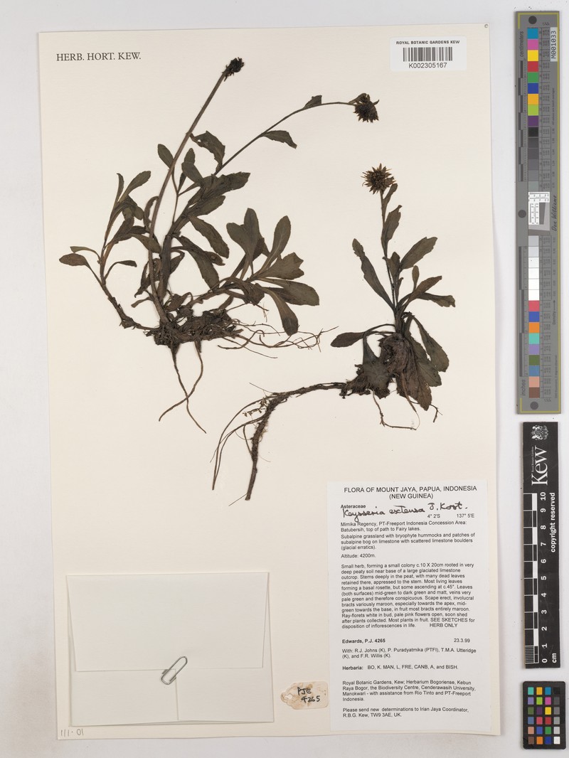 Keysseria extensa photo 3