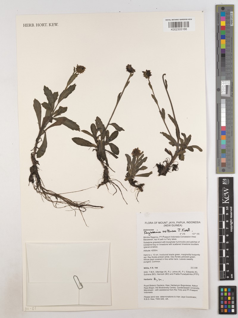 Keysseria extensa photo 4