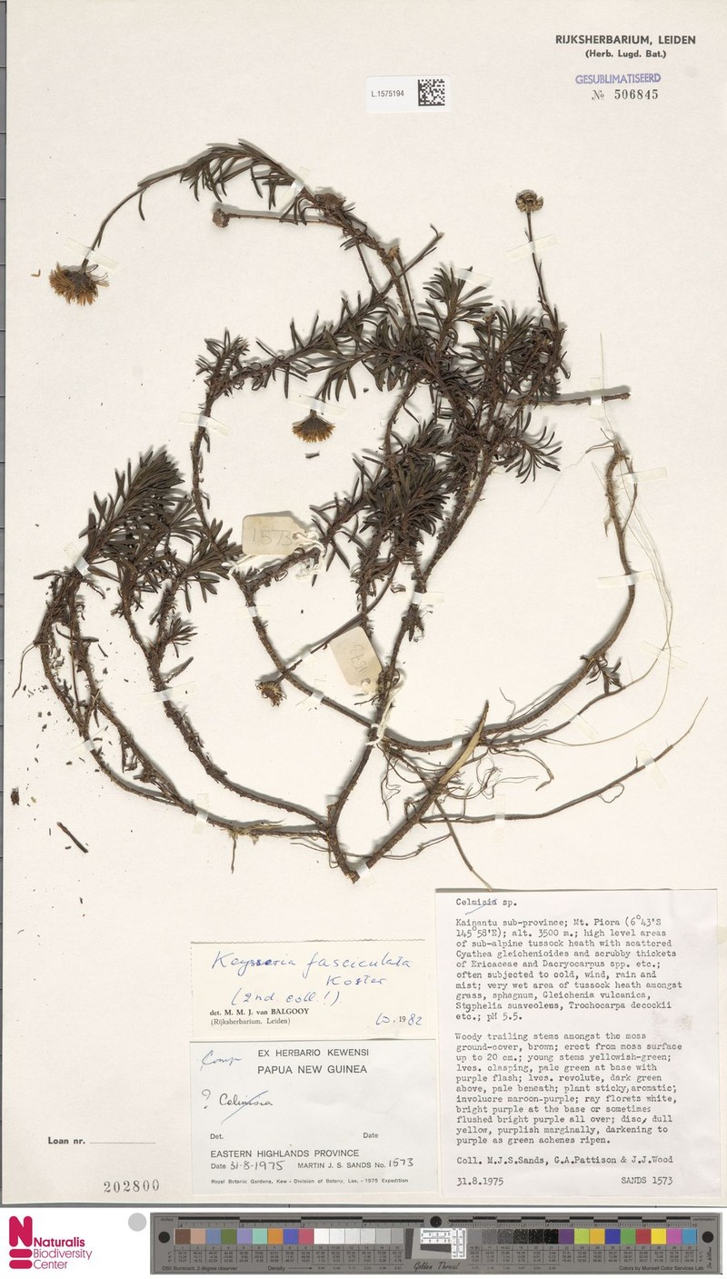 Keysseria fasciculata