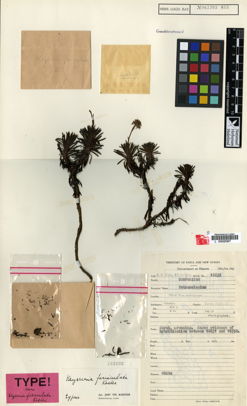Keysseria fasciculata photo 2