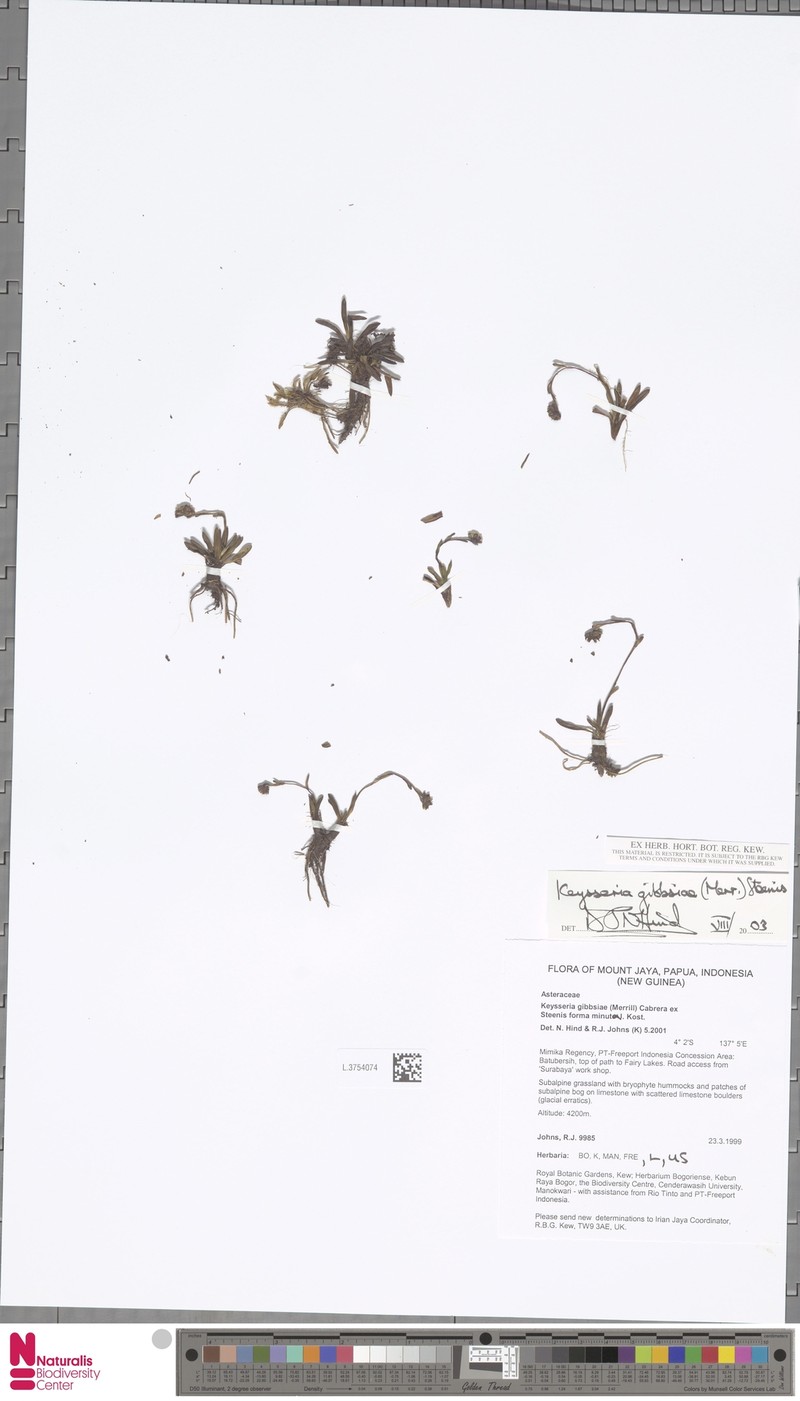Keysseria gibbsiae