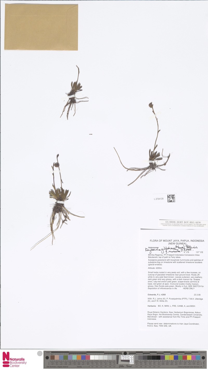 Keysseria gibbsiae photo 2