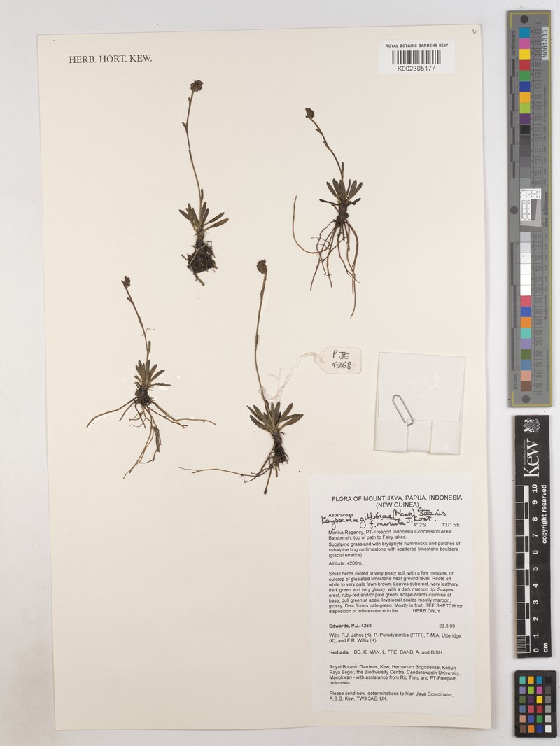 Keysseria gibbsiae photo 3