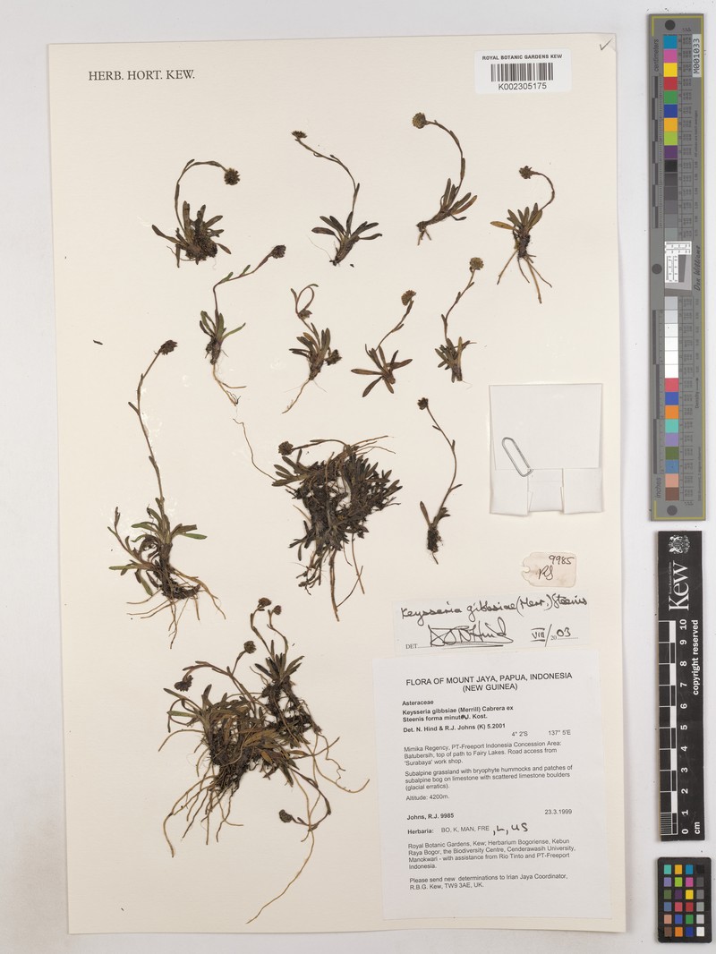 Keysseria gibbsiae photo 4