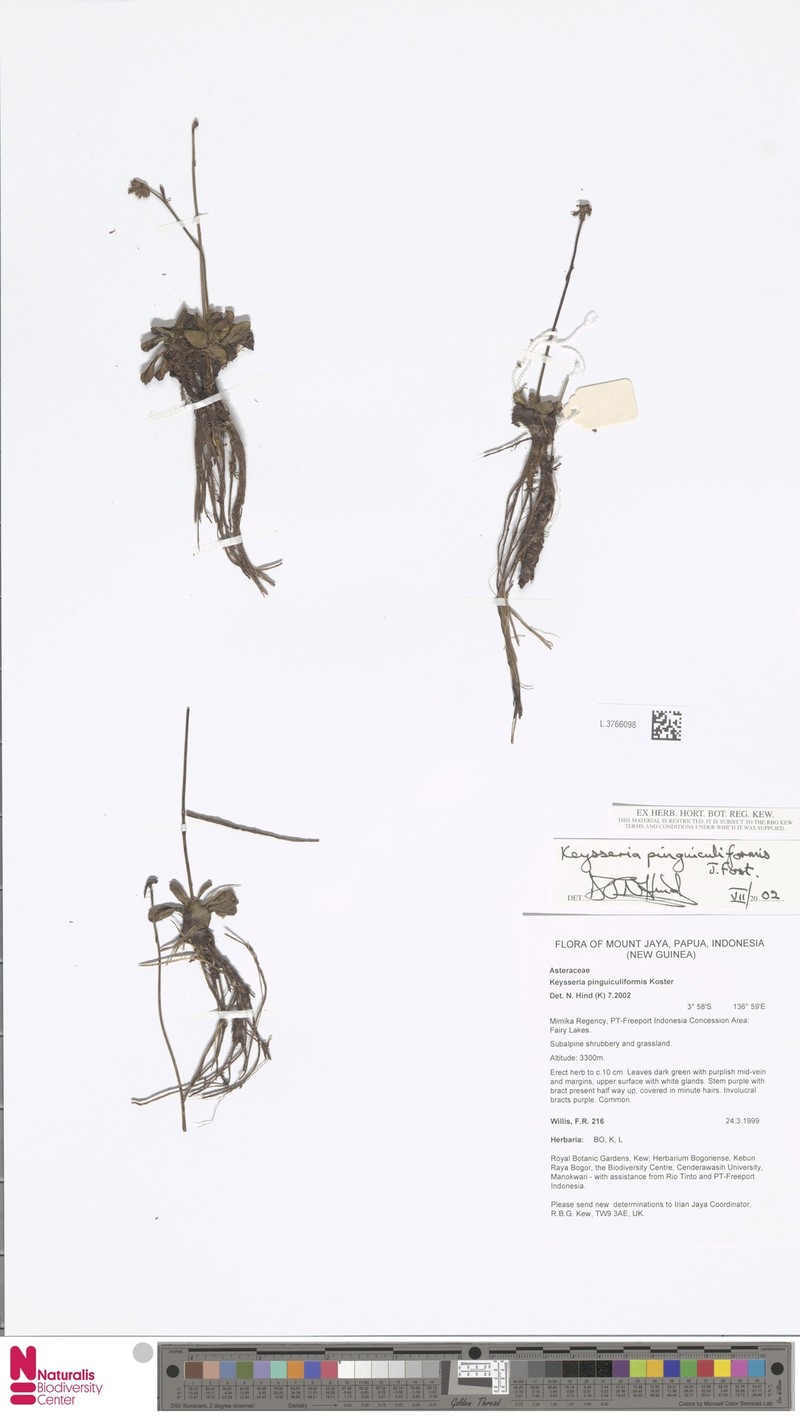 Keysseria pinguiculiformis