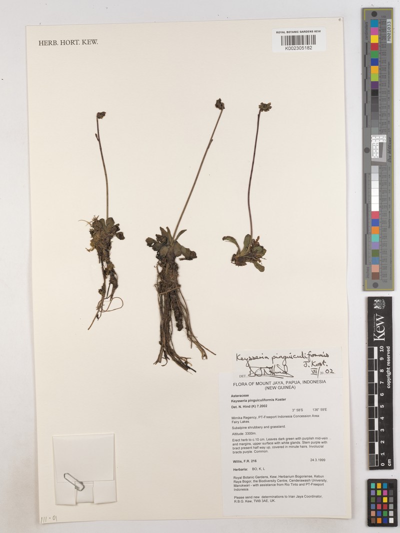 Keysseria pinguiculiformis photo 2