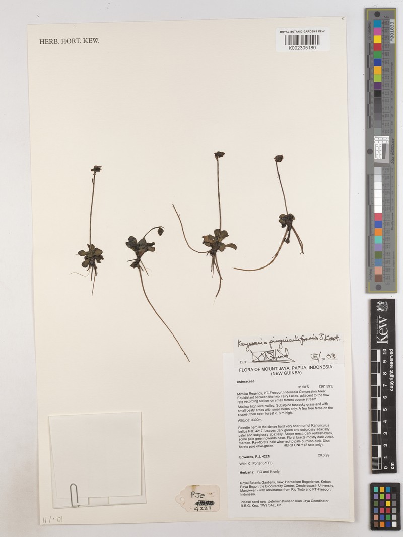 Keysseria pinguiculiformis photo 3