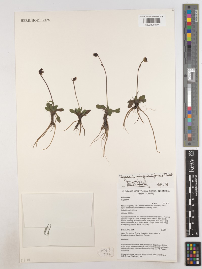 Keysseria pinguiculiformis photo 4