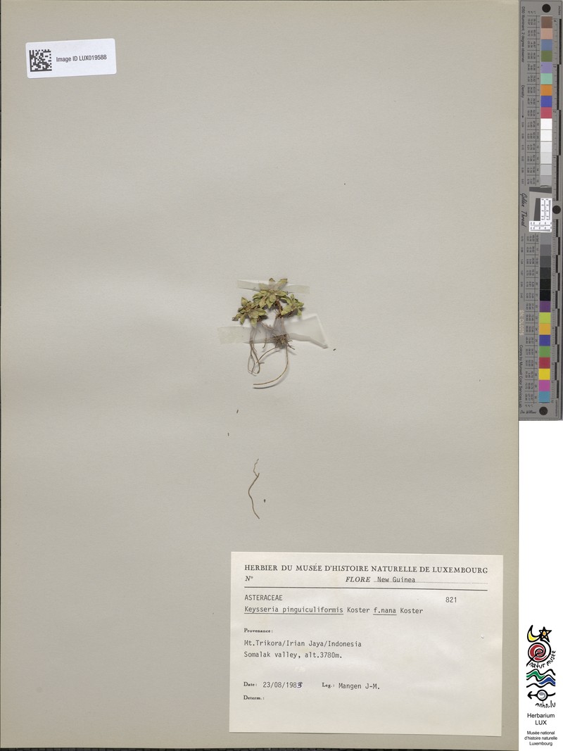 Keysseria pinguiculiformis f. nana
