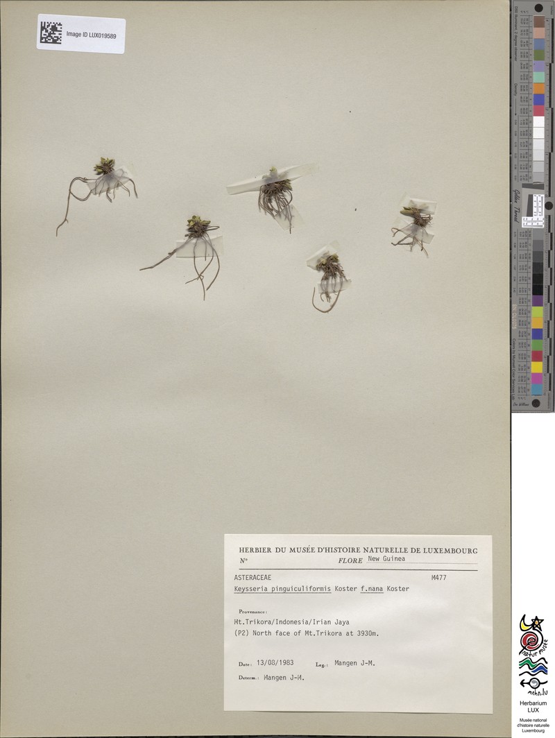 Keysseria pinguiculiformis f. nana photo 2
