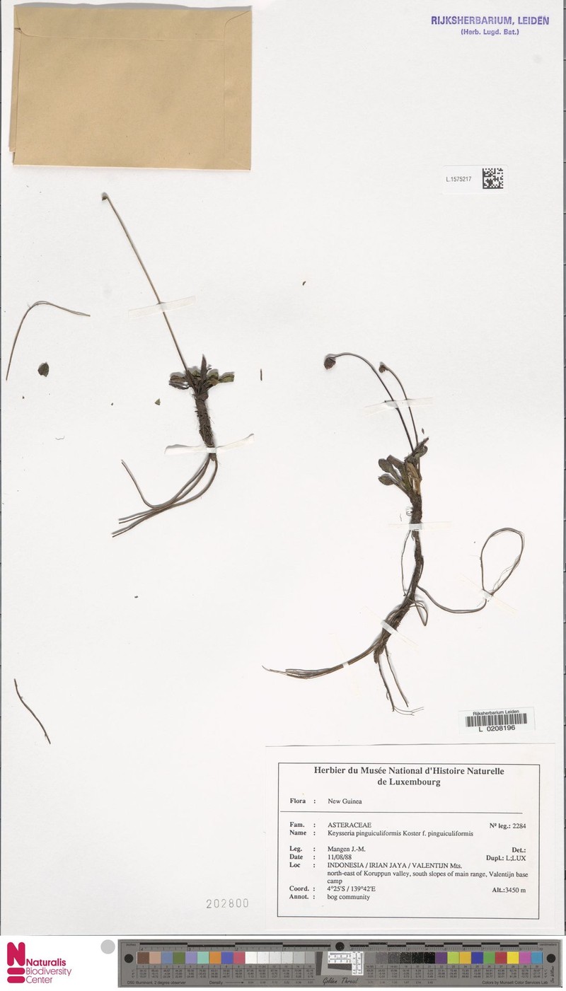 Keysseria pinguiculiformis f. pinguiculiformis