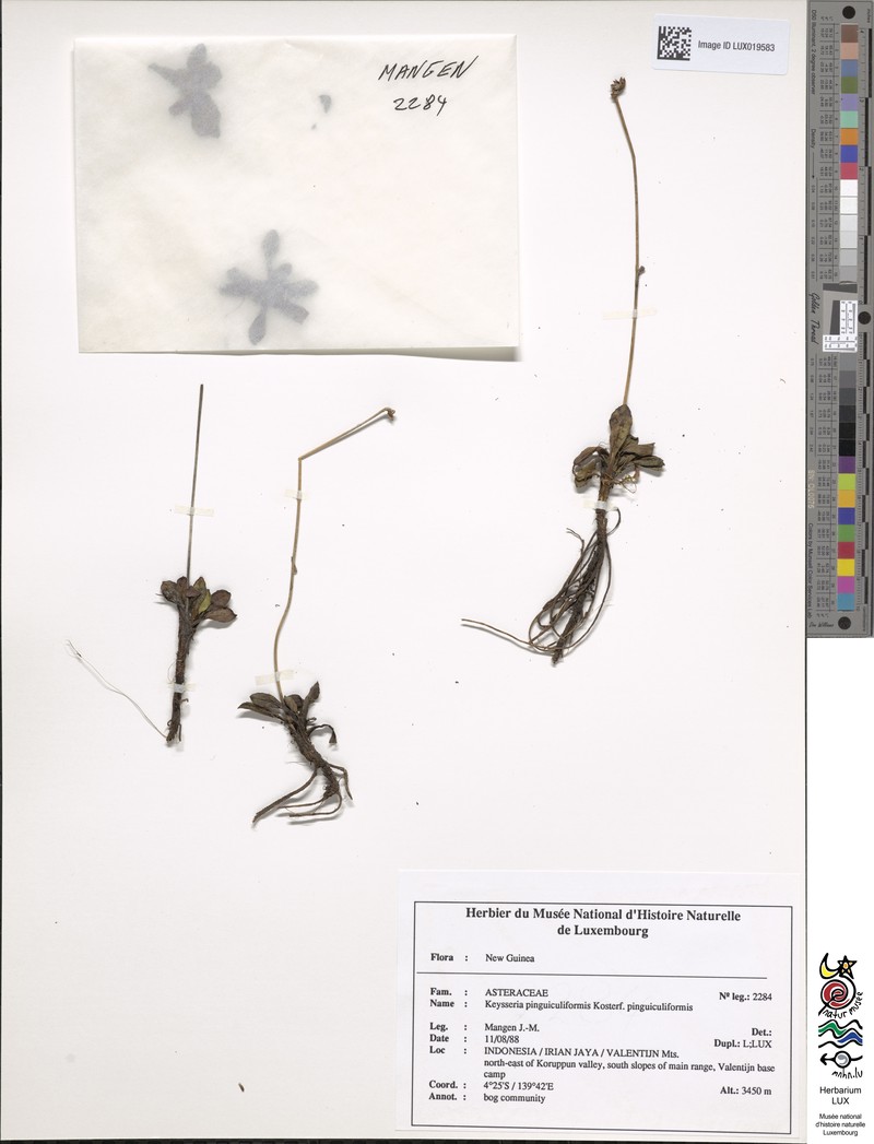 Keysseria pinguiculiformis f. pinguiculiformis photo 2