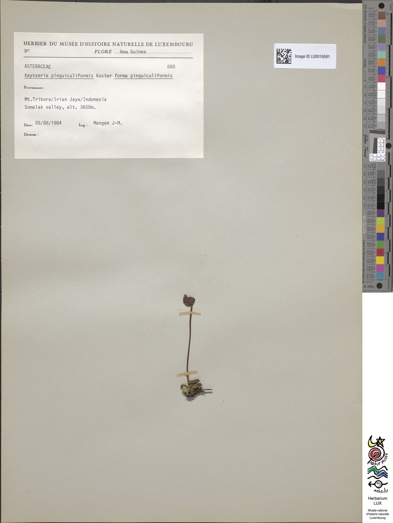 Keysseria pinguiculiformis f. pinguiculiformis photo 3