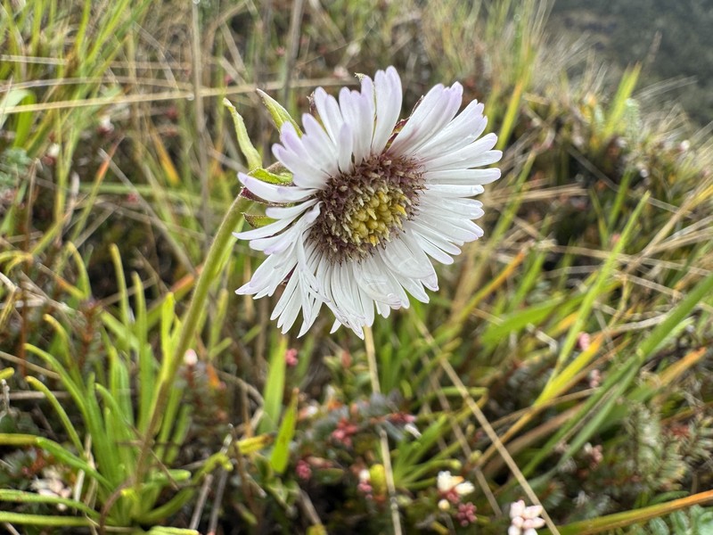Keysseria radicans photo 2