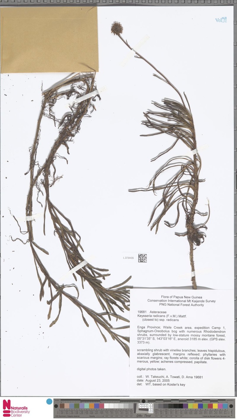 Keysseria radicans photo 3
