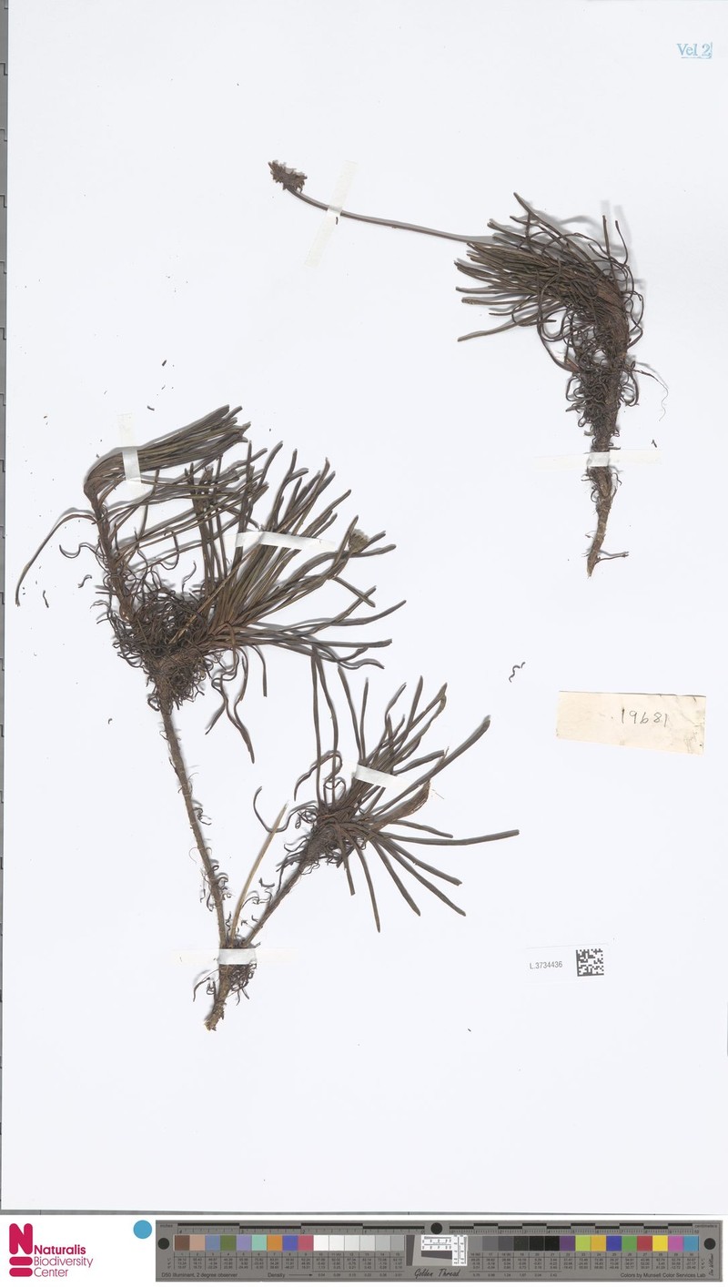 Keysseria radicans photo 4